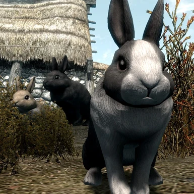 Rabbits Kingdom