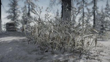 Thicket - snowy