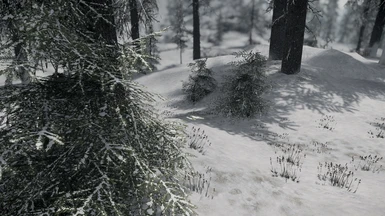 Pine shrub - snowy