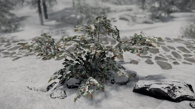 Vine Maple - snowy