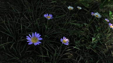 Aster alpinus (purple) and Oxeye daisy (white)