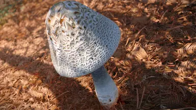 Poyo - A Fuungus Familiar