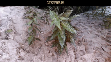 Thicket replacer with Nettle