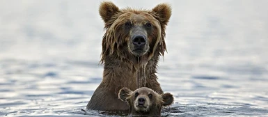 cropped bears swimming cub momb