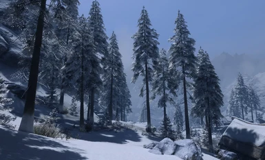 Snow Pines