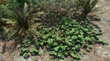 sword ferns and clover