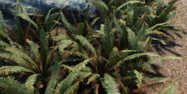 sword ferns