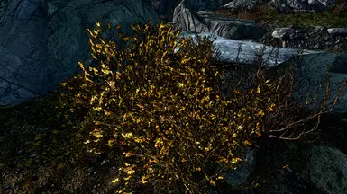 Original Hel's Cel Shading up-close Reach bush