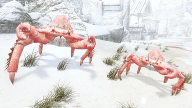 Other mudcrabs remain larger...