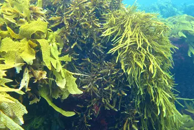 underwater grass