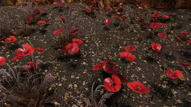 Tundra Poppies