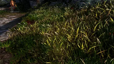 Reach taller grass and fern