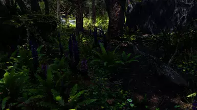 Forest Lupins and Ferns