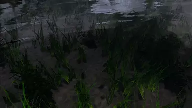 Water Plants