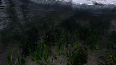 Water Plants