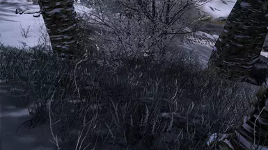 Snow Grass