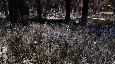 Frozen Marsh