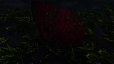 Ocean Coral
