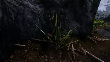 Beach Cattail