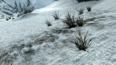 Vanilla Snow Grass
