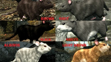 6 Breeds of Rats