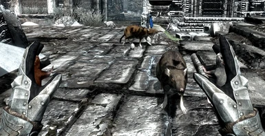 Repopulate Skyrim with rats 