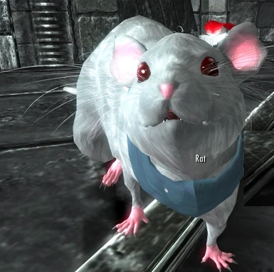 Rat Albinos with feather