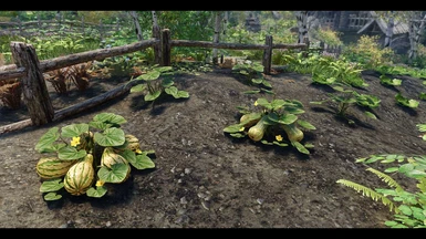 Summer - All Variants - Winter squashes have no fruit