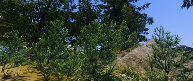 Cathedral - 3D Pine Shrubs