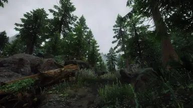 Lighter Pines