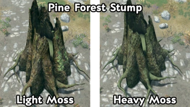 Pine Forest Stump