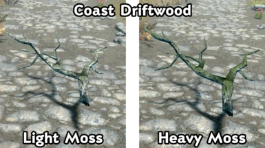 Coast Driftwood