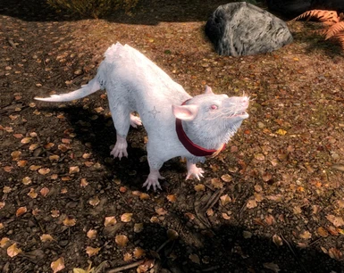 Albino Skritch with Red Blue Black Teal Pink or Purple Collar