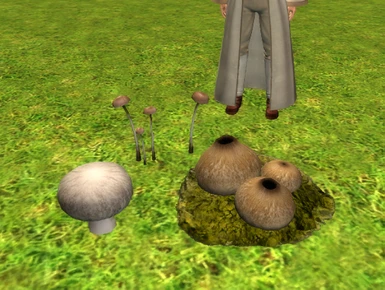 Mushrooms pack