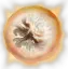 Ethereal Veil
