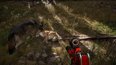 FFH Wolf killed a cougar
