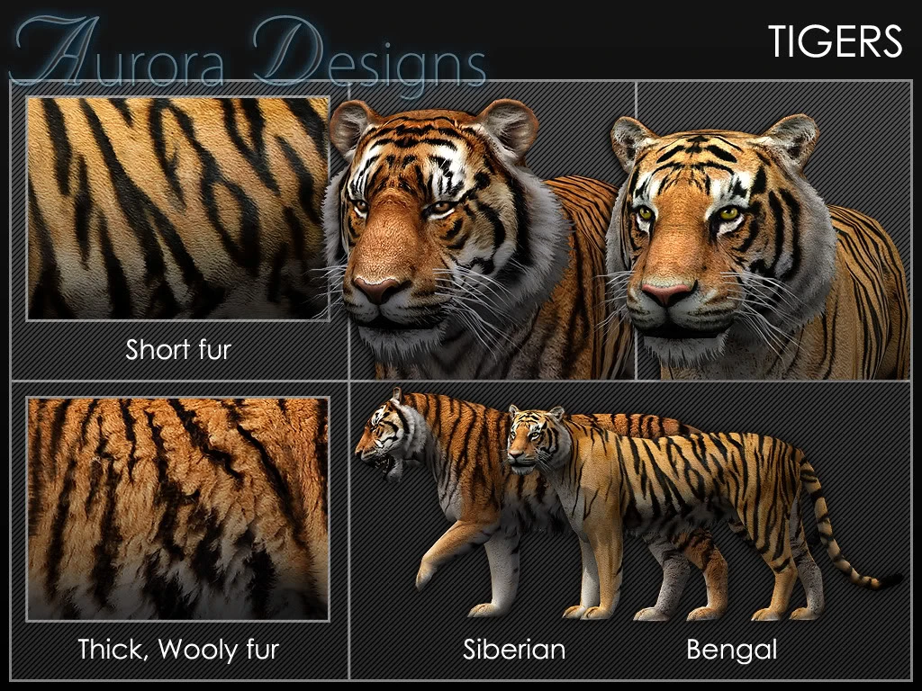 Объяснить тигр. Подвиды тигров. Амурский и бенгальский тигр. Африканский тигр и Амурский тигр.