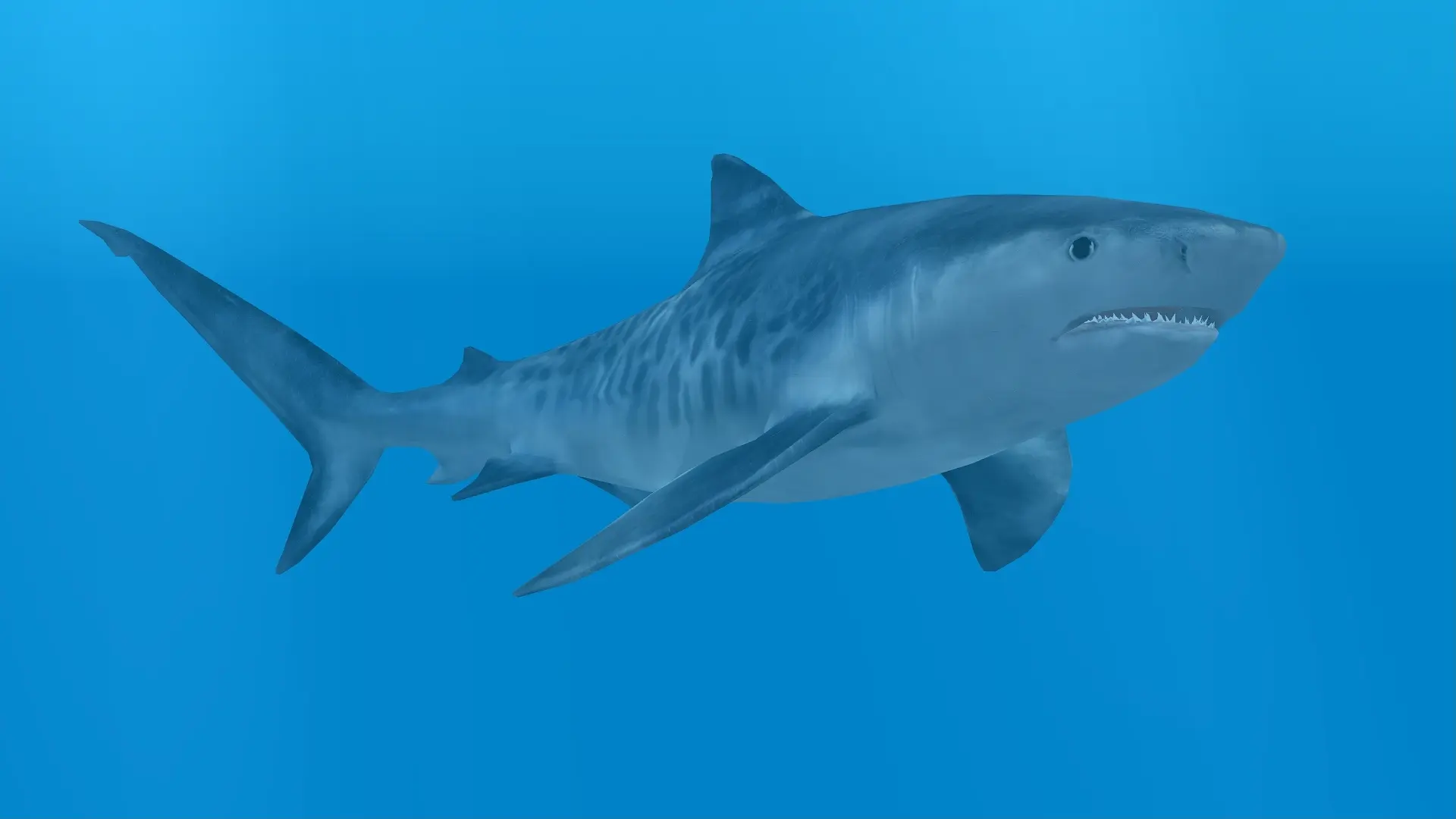 Tiger Shark (New Species) - Aquaria Pack at Zoo Tycoon 2 Nexus - Mods ...