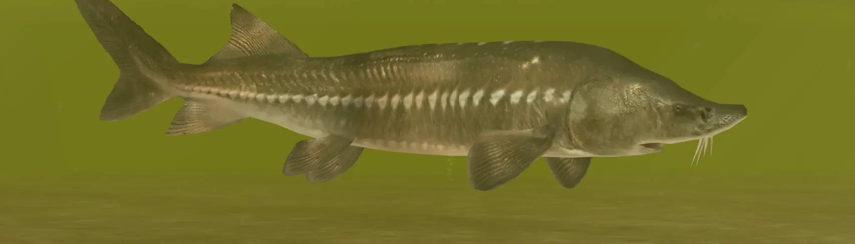 Kaluga Sturgeon (New Species) - Realistic at Zoo Tycoon 2 Nexus - Mods ...