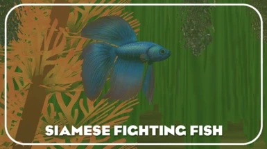 Siamese Fighting Fish (New Species)
