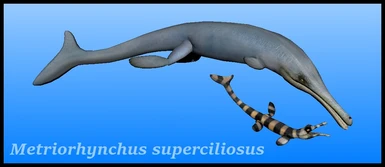 Metriorhynchus superciliosus