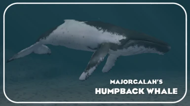 Humpback Whale (New Species) - Oceanic