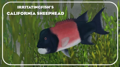 California Sheephead Remake (New Species)
