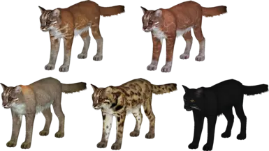 Asian golden cat variants