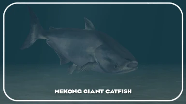 Mekong Catfish - (New Species)