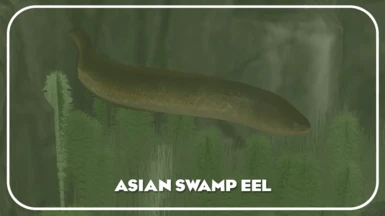Asian Swamp Eel (New Ambient)