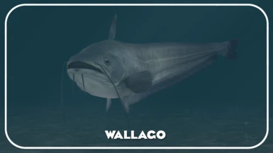 Wallago (New Species) - Ikan Tapah