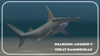 Great Hammerhead Shark (New Species) - Sharking Around