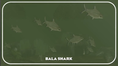 Bala Shark (New Species)