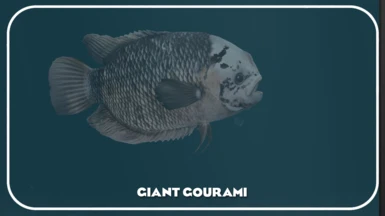 Giant Gourami (New Ambient)